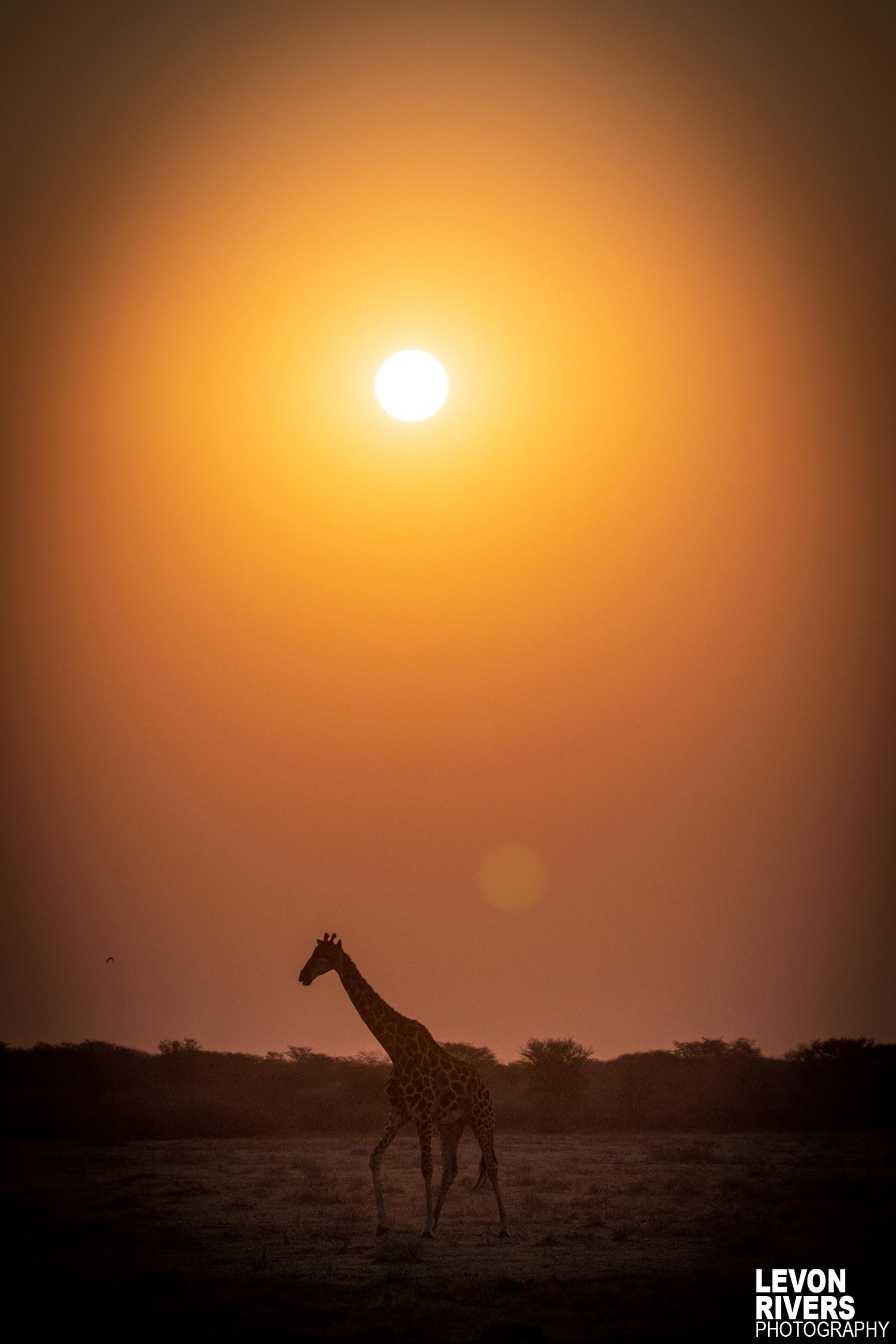 African Sunset
