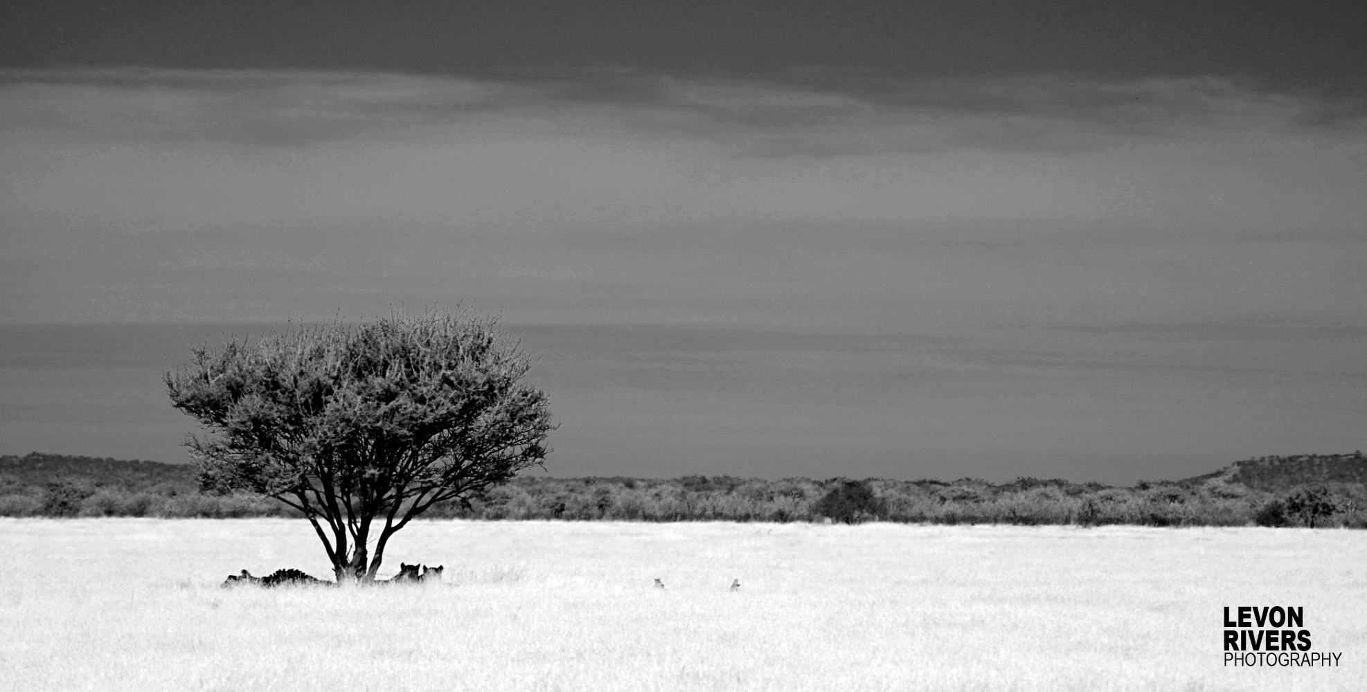 After The Kill | Lions