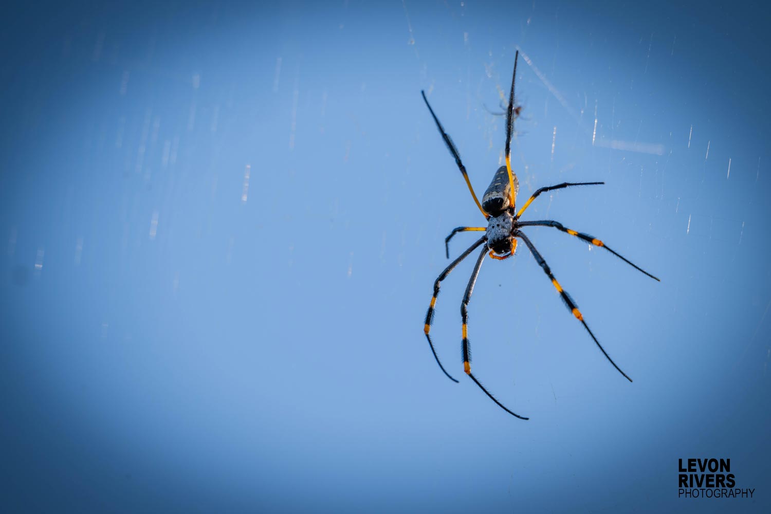 Blue Web