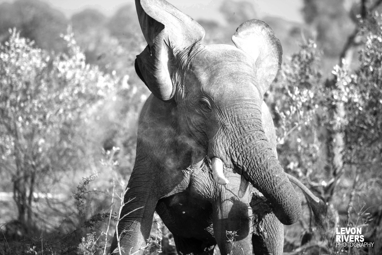 Bluster | Elephant