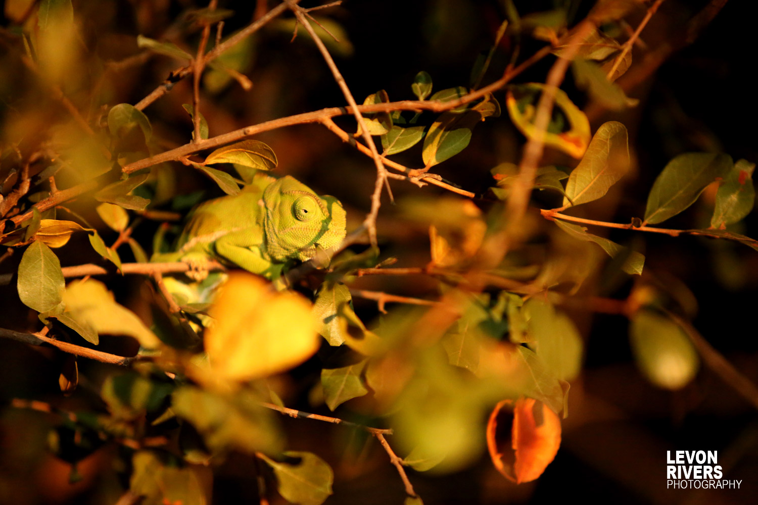 Chameleon