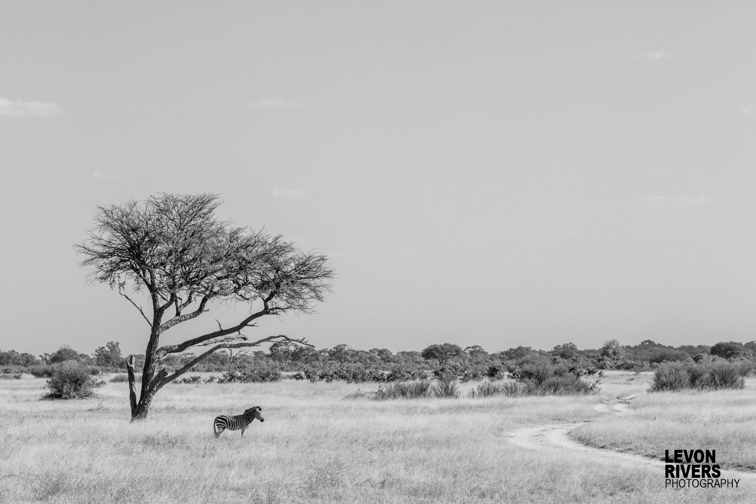 Cross The Road | Zebra