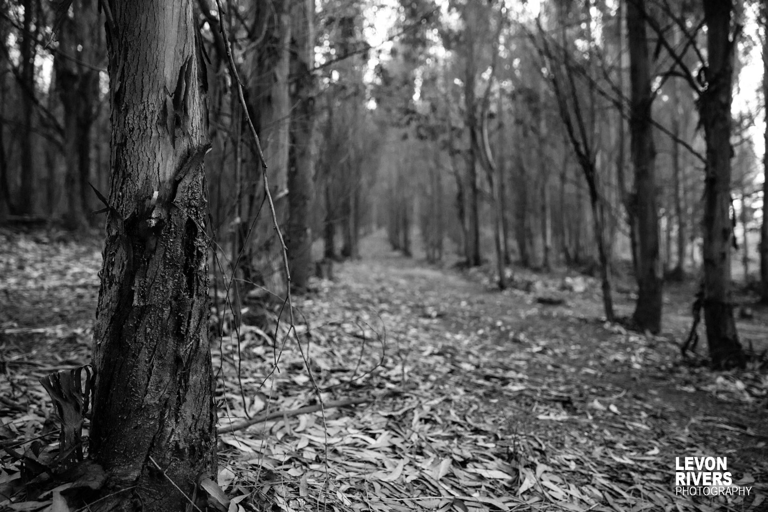 Dark Forest