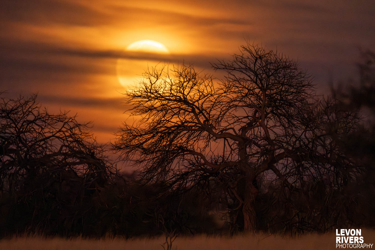 Desert Moon