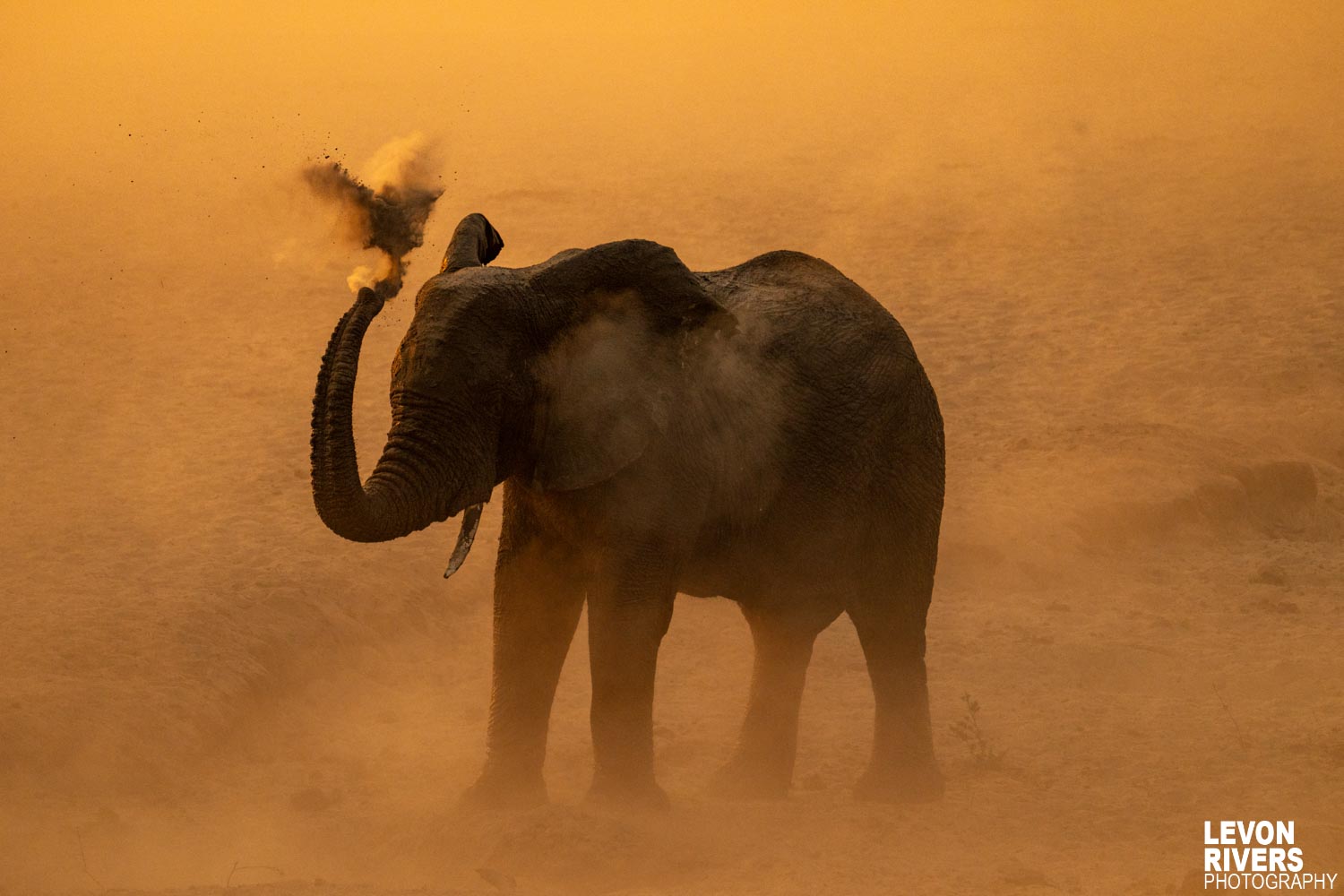 Dust Bath