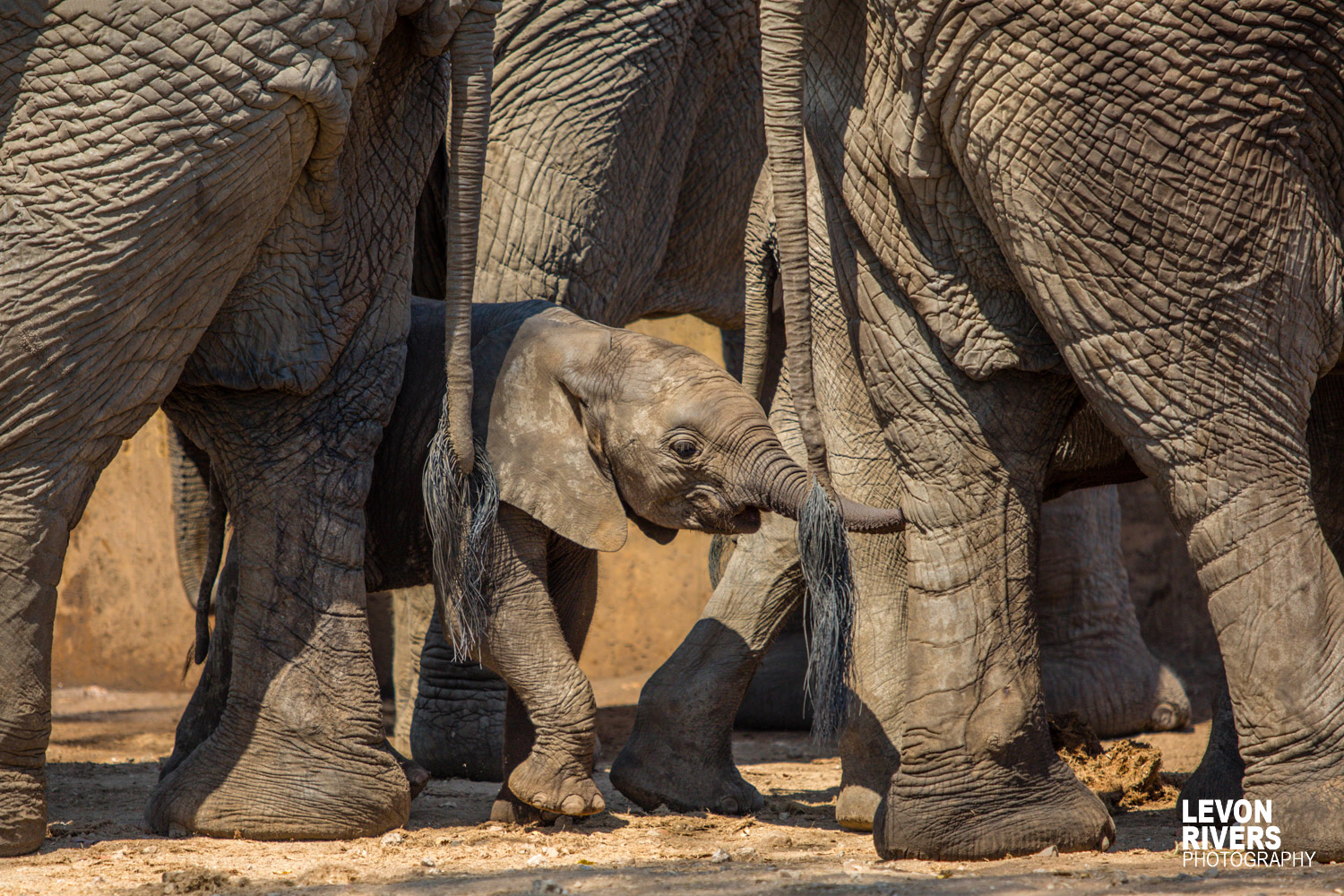 Under The Giants | Elephant