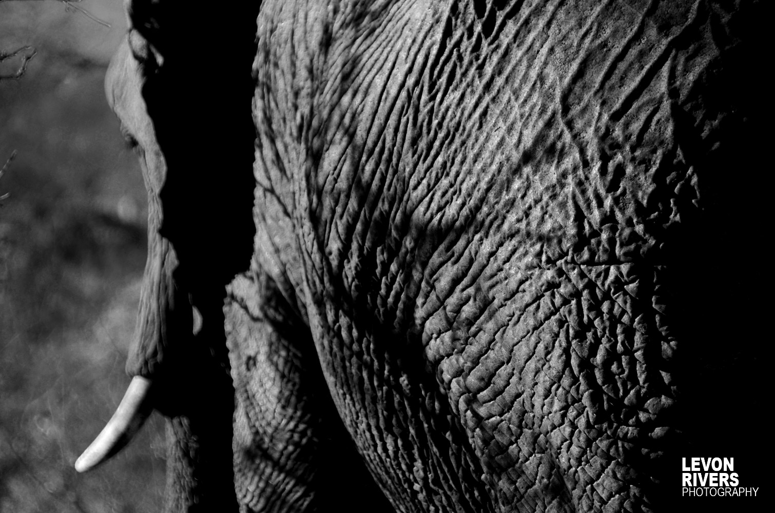 Giant | Elephant