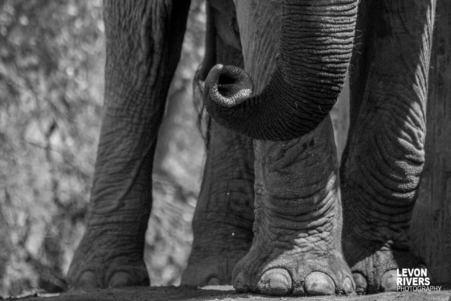 Down Below | Elephant