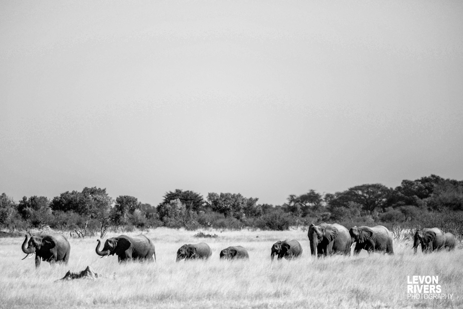 Conga Line | Elephant