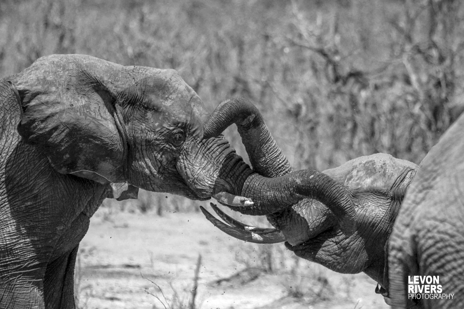 Playfight | Elephant