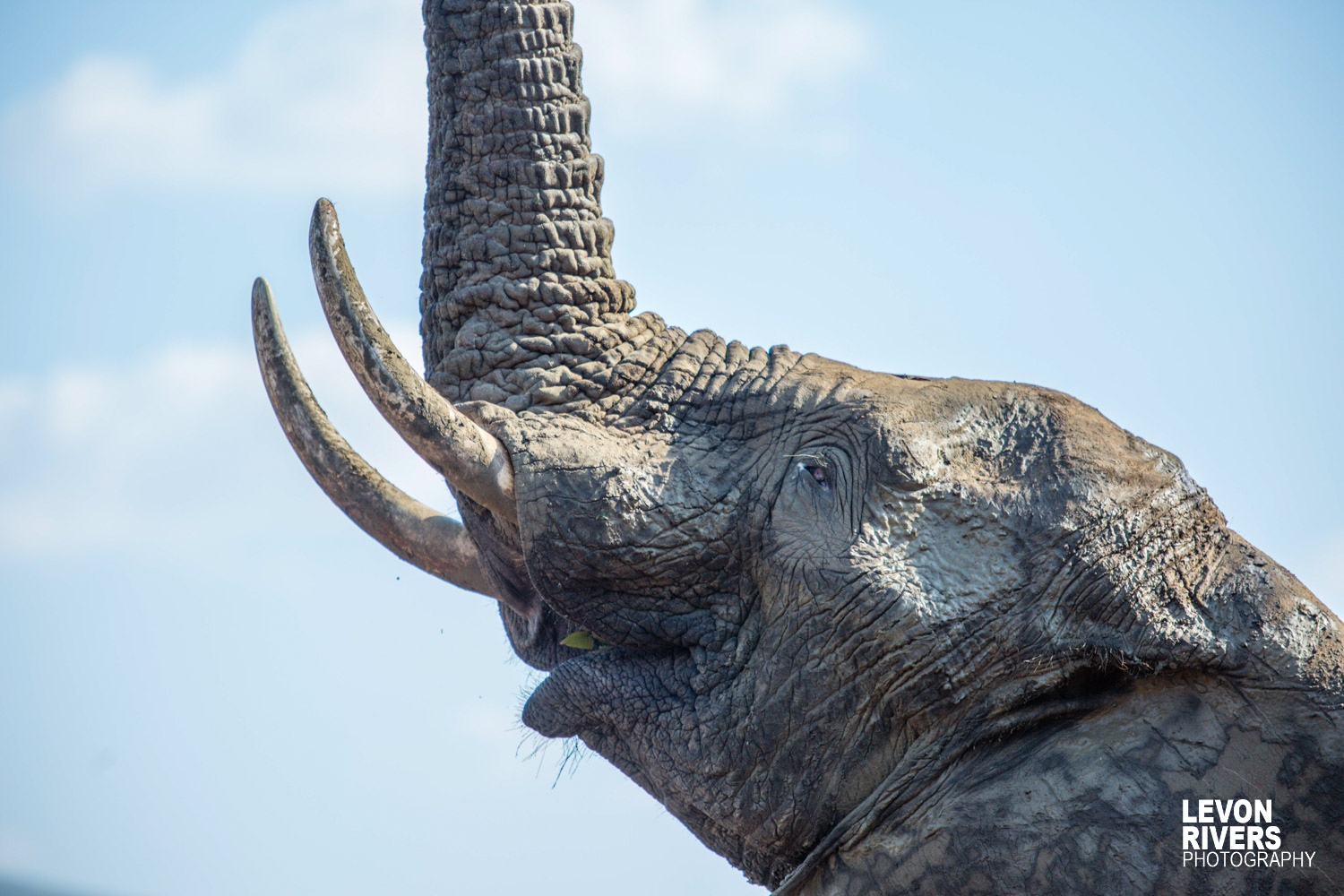 Reach | Elephant