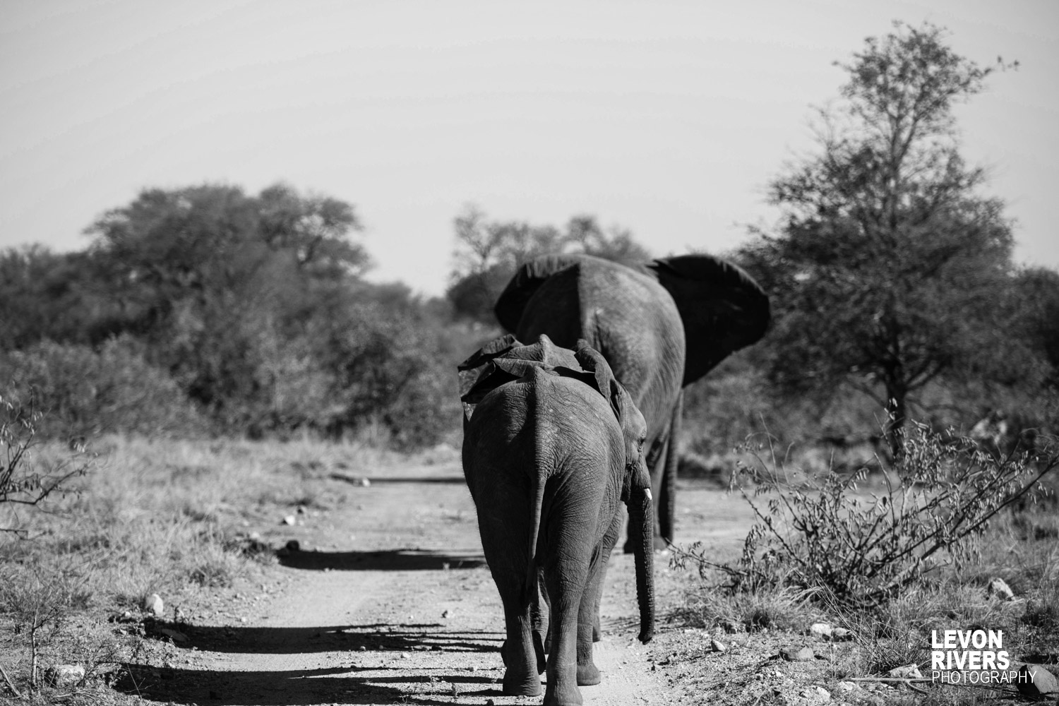 Shadows | Elephant