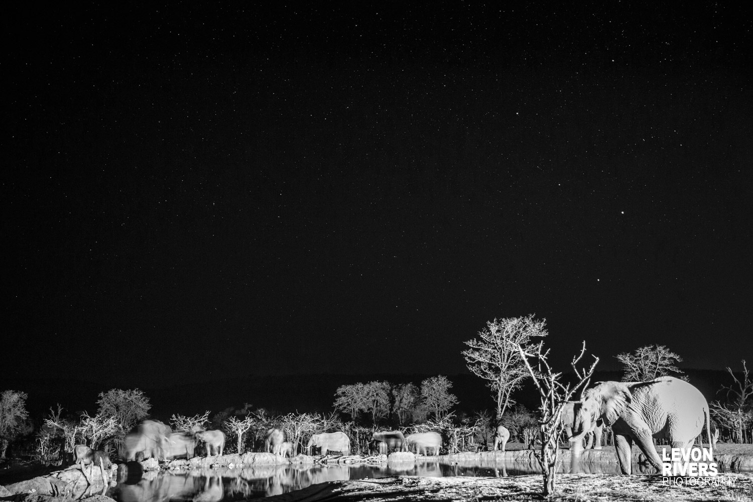 Under The Stars | Elephant