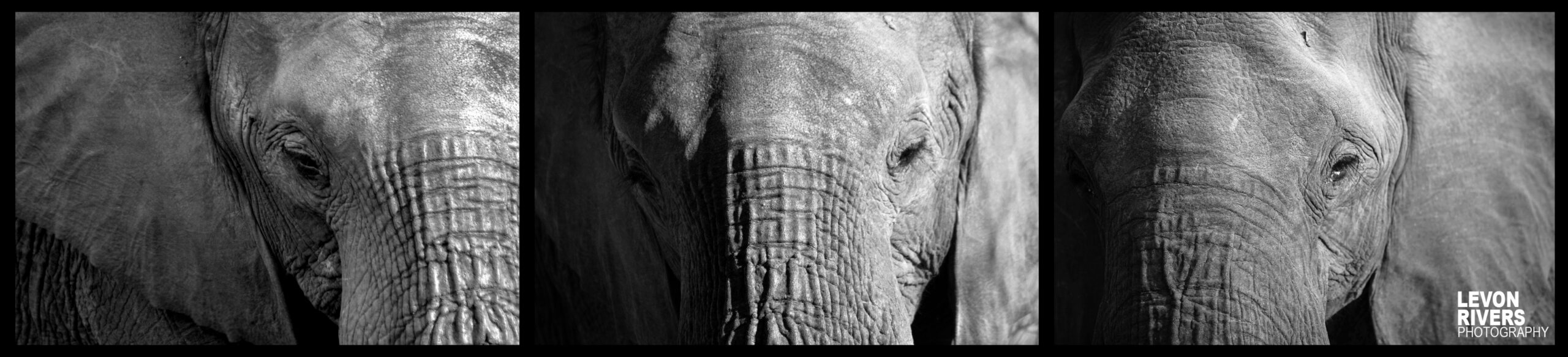 Up Close & Personal | Elephant