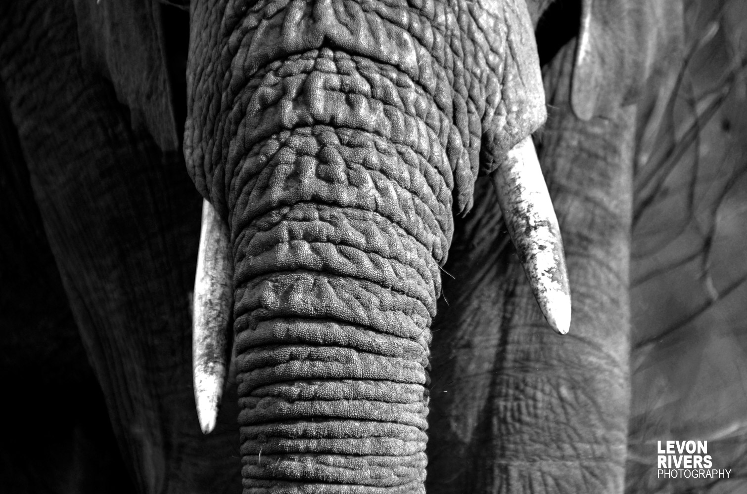Tusker | Elephant