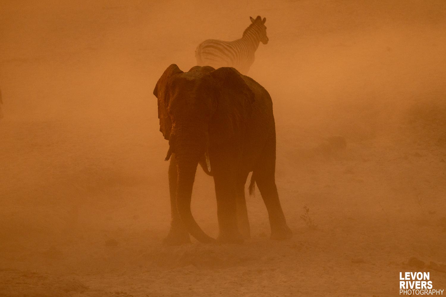 Elephantom