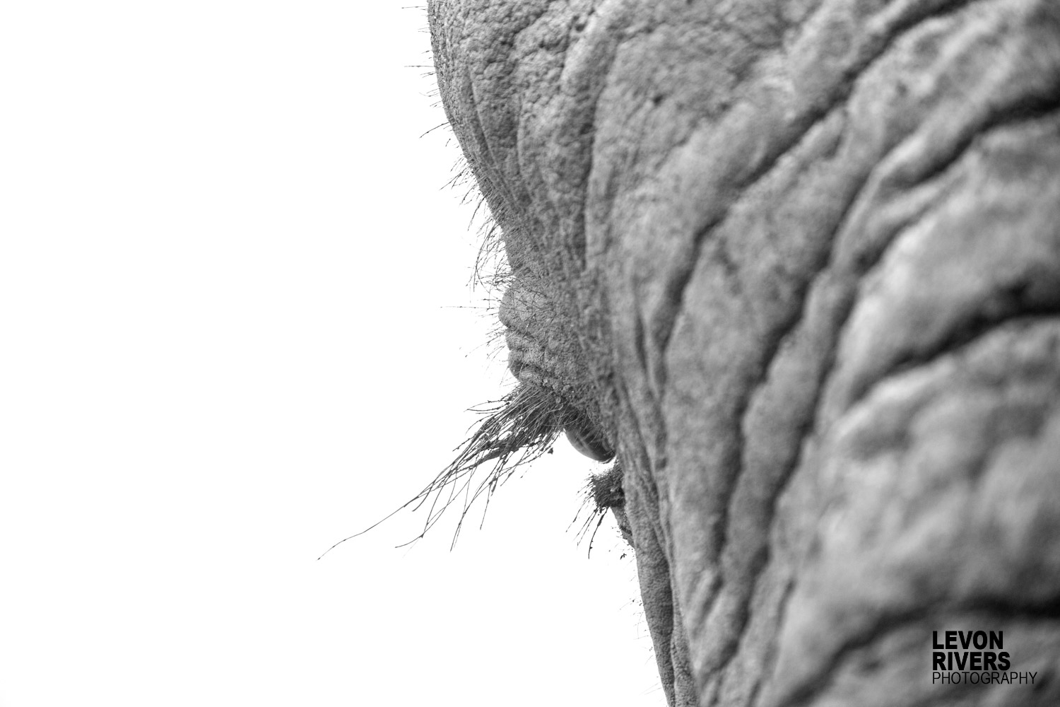 Eyelash
