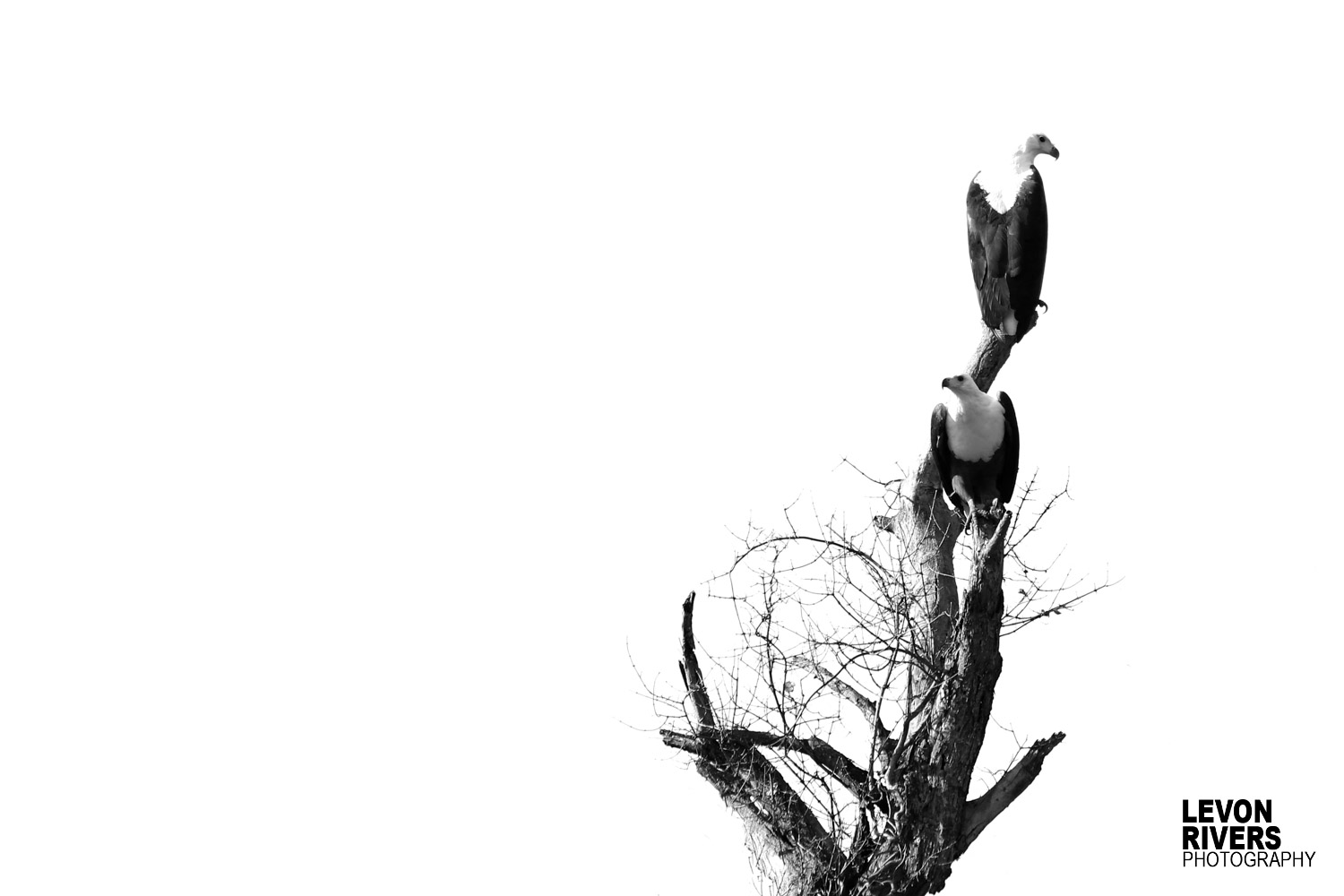 Fish Eagles