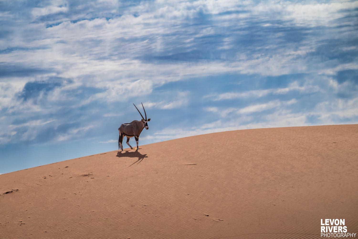 Gemsbok At Sea