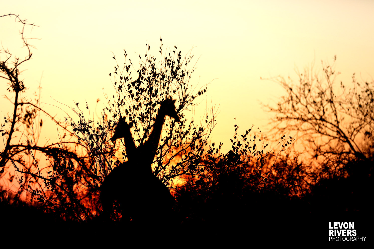 Giraffe Sunset
