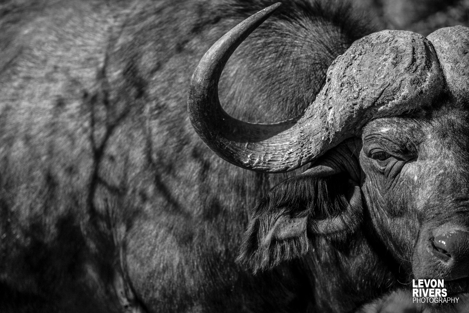 Giving The Eye | Buffalo