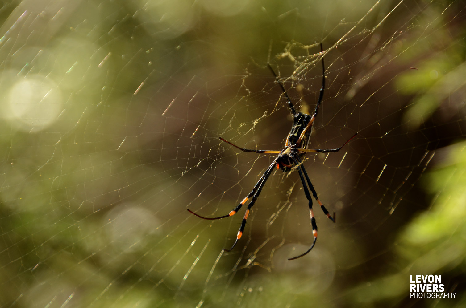 Golden Orb | Spider