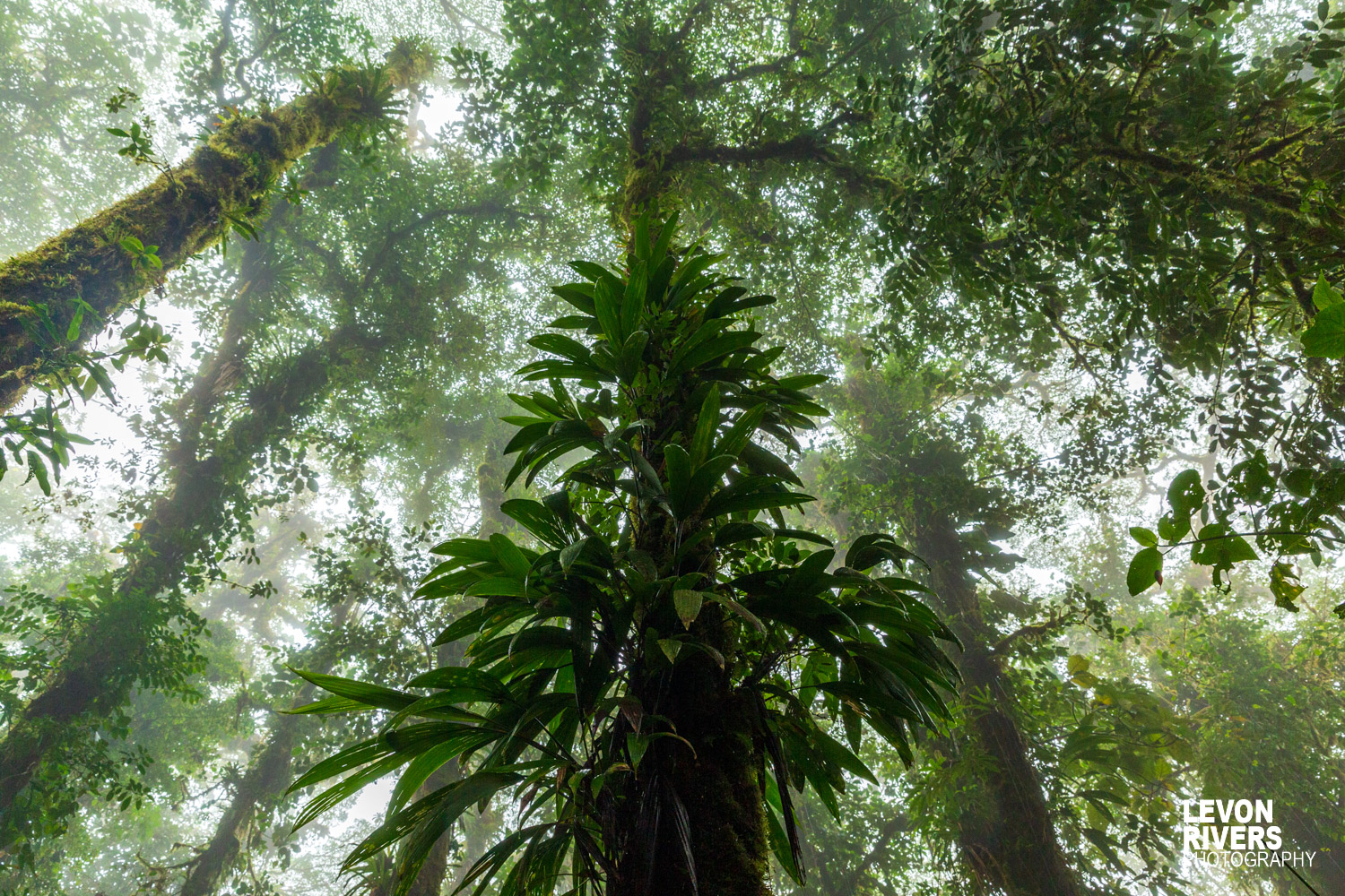 Greenery