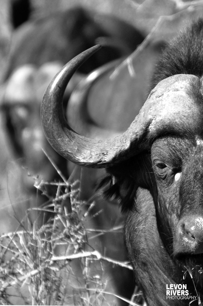 Giving It Horns | Buffalo