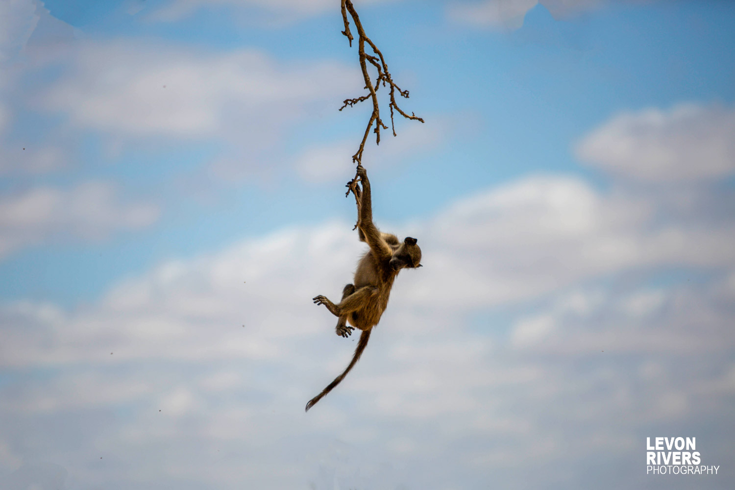 Hang In There | Vervet Monkey
