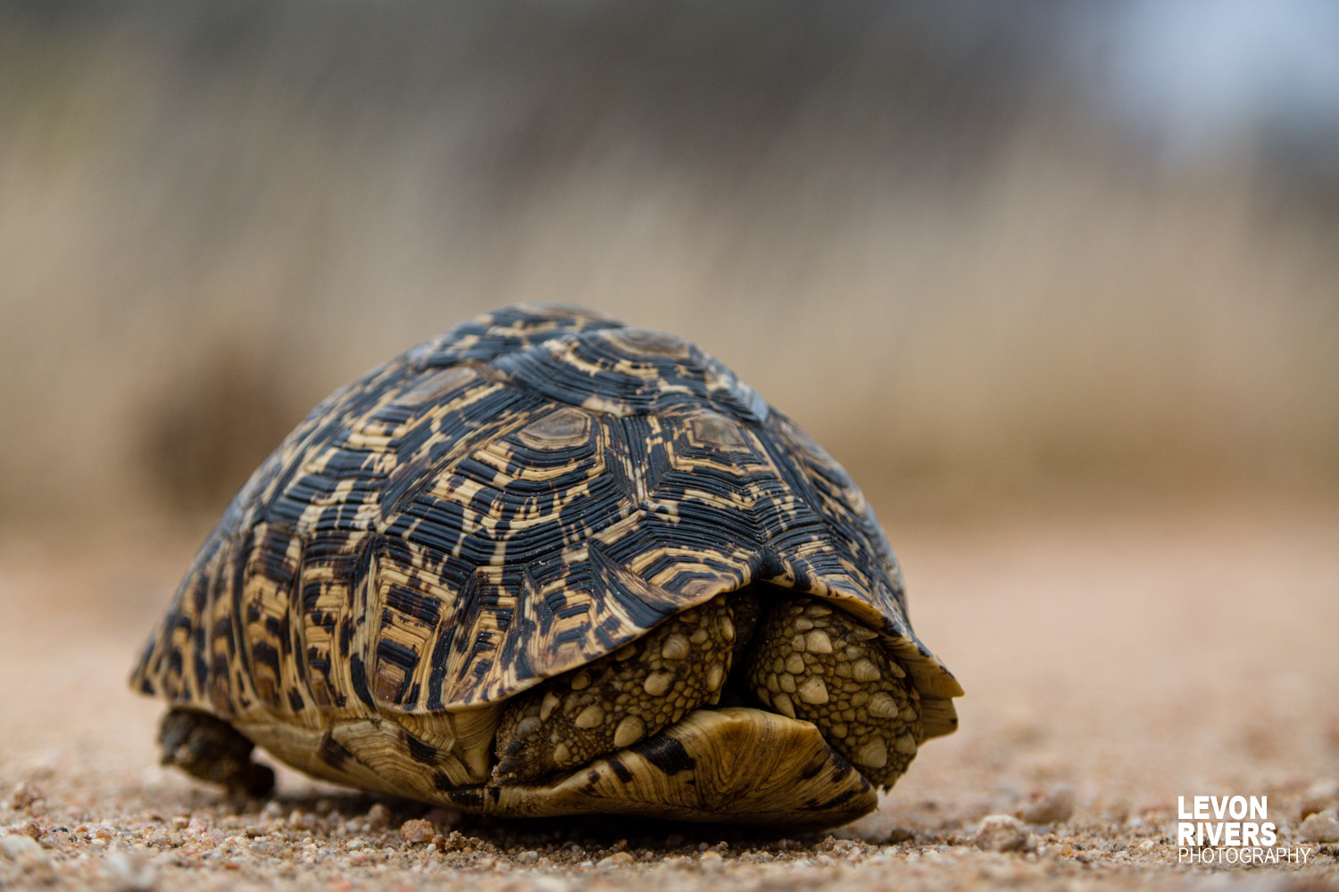 Hiding | Tortoise