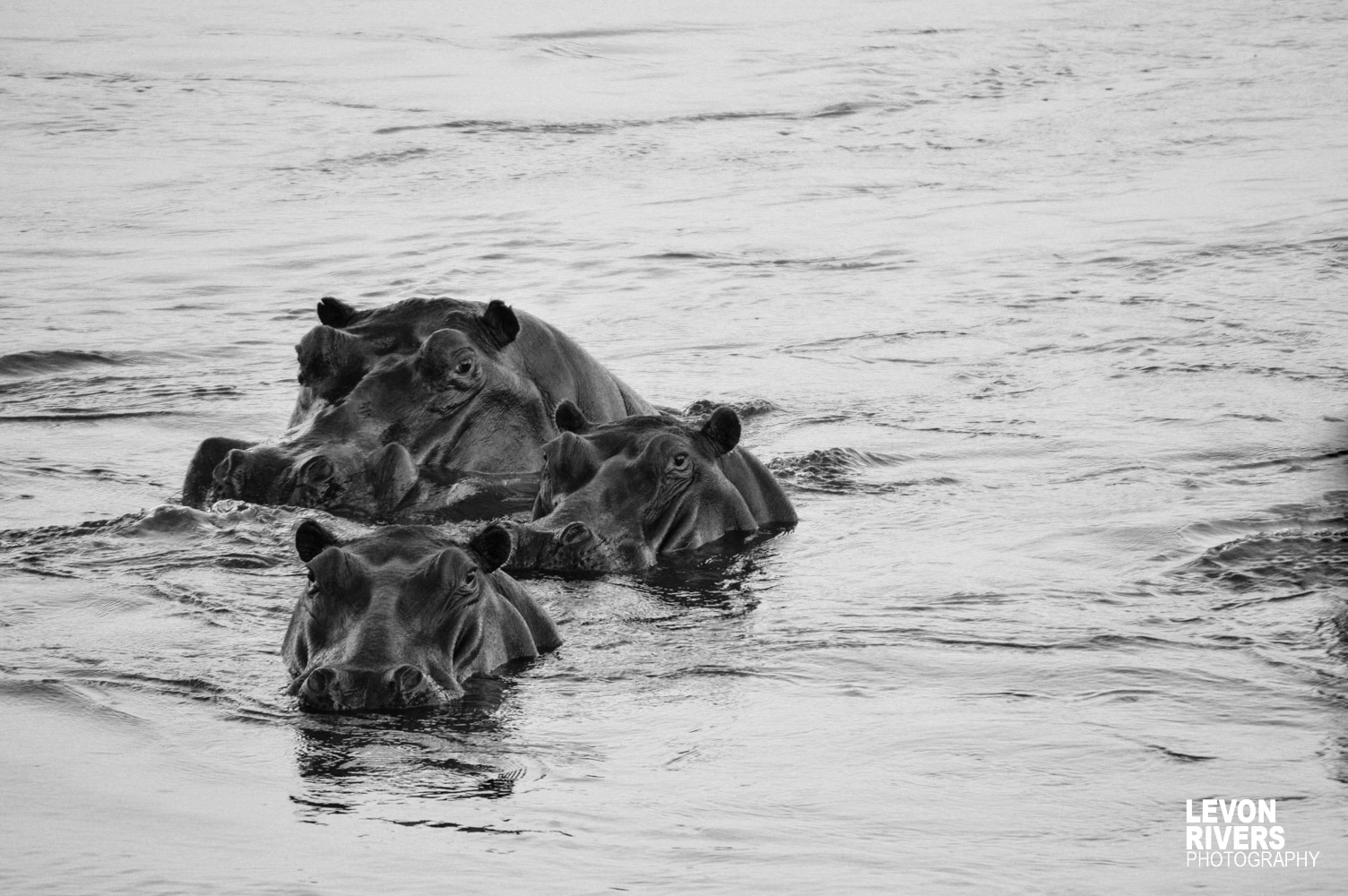 Hippo Pod