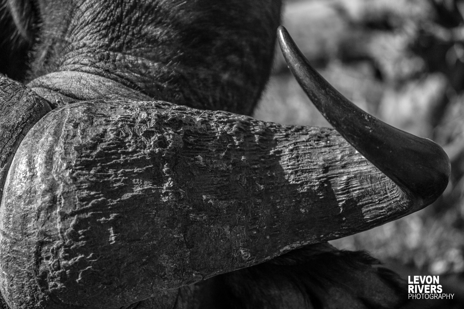 Horn | Buffalo