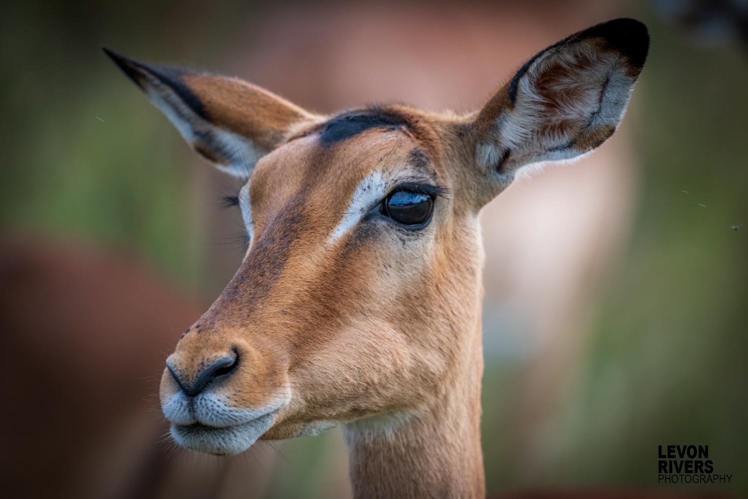 Impala Beauty