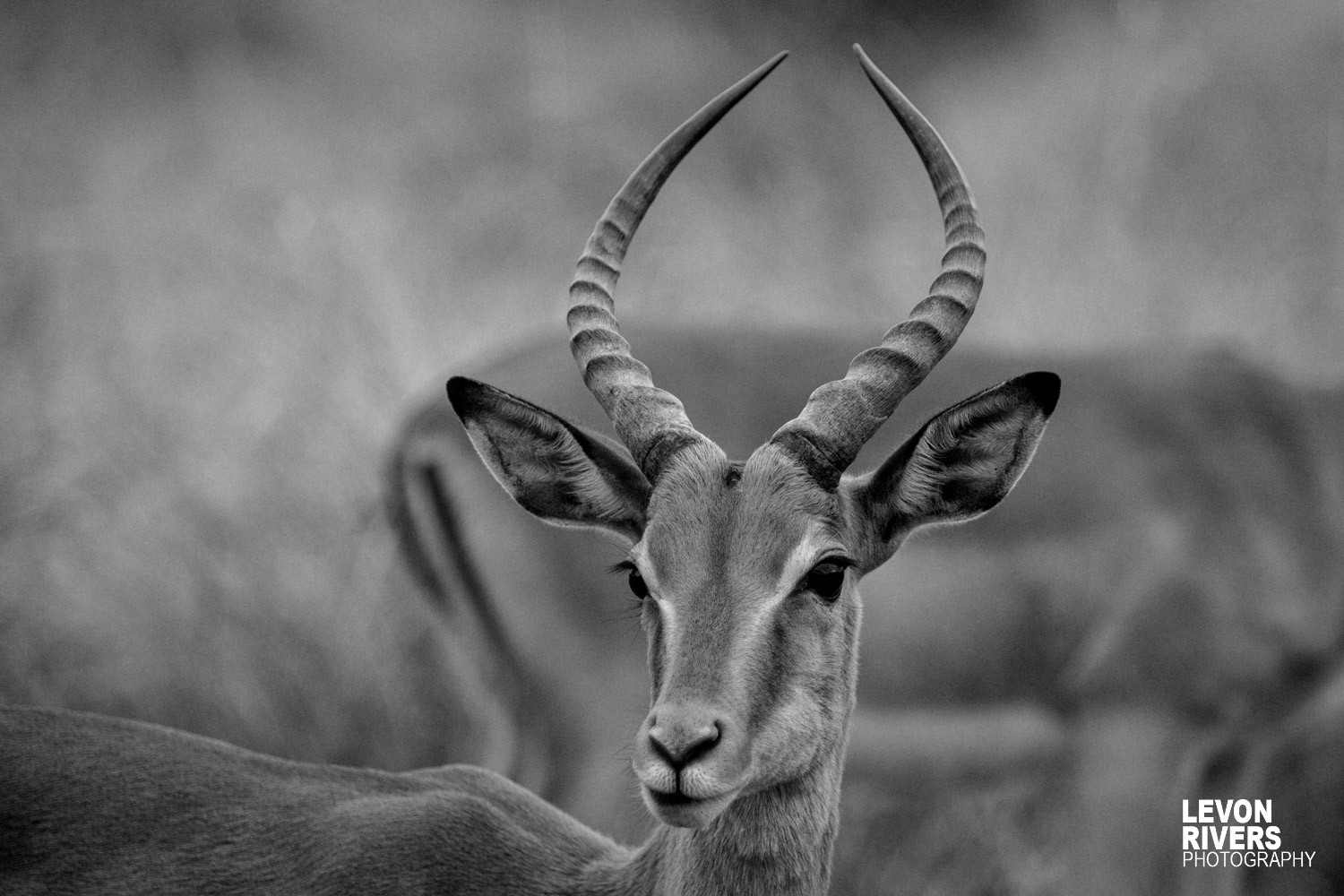 Impala B&w