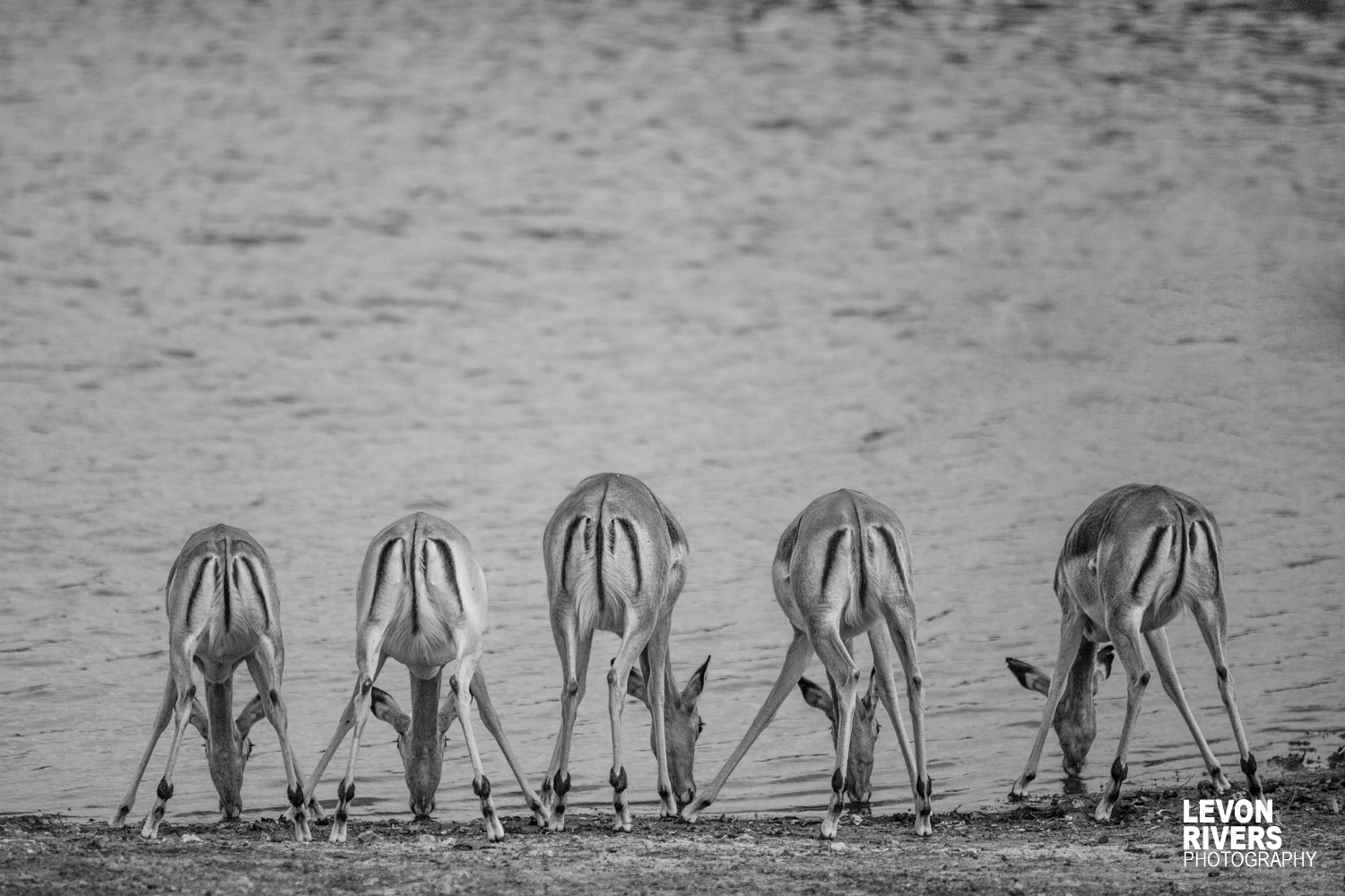 All In Line | Impala