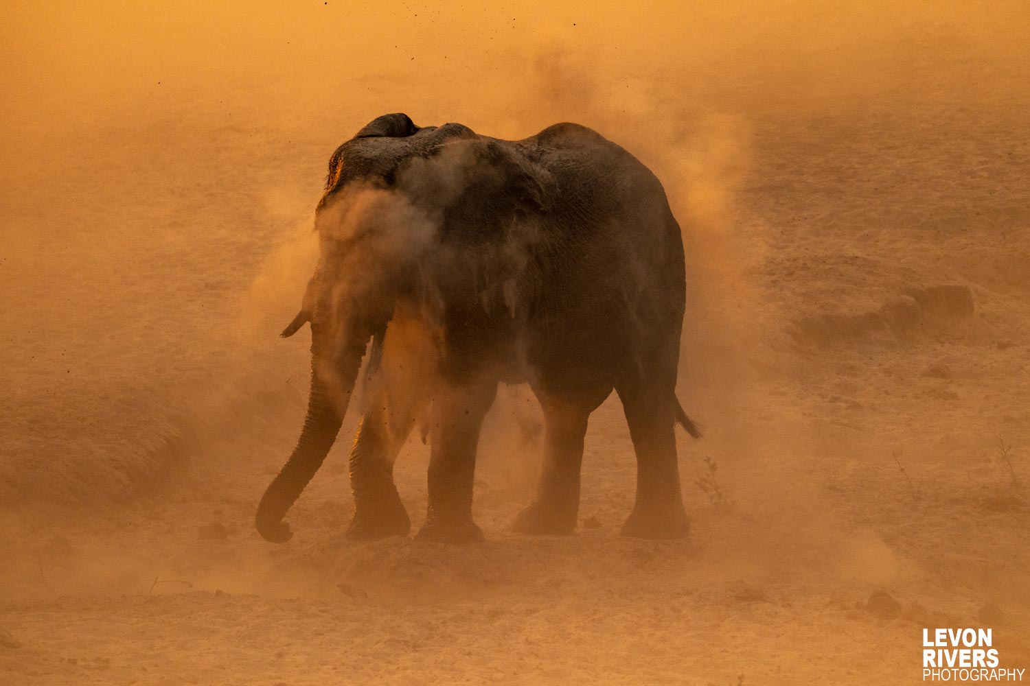 In The Dust