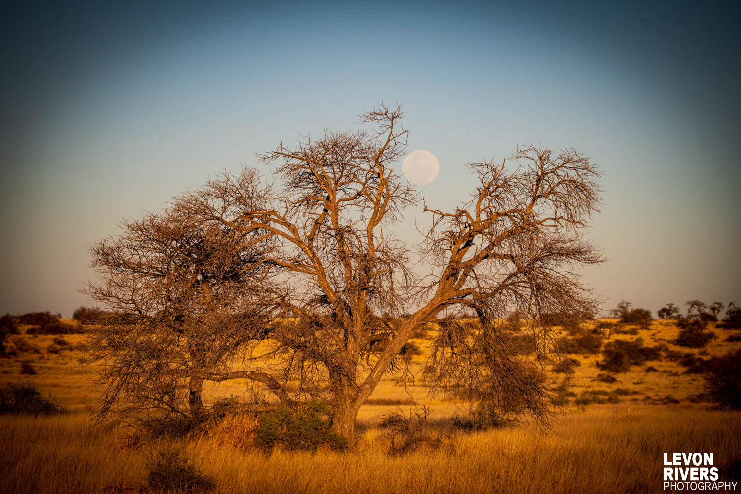 Kalahari Moon