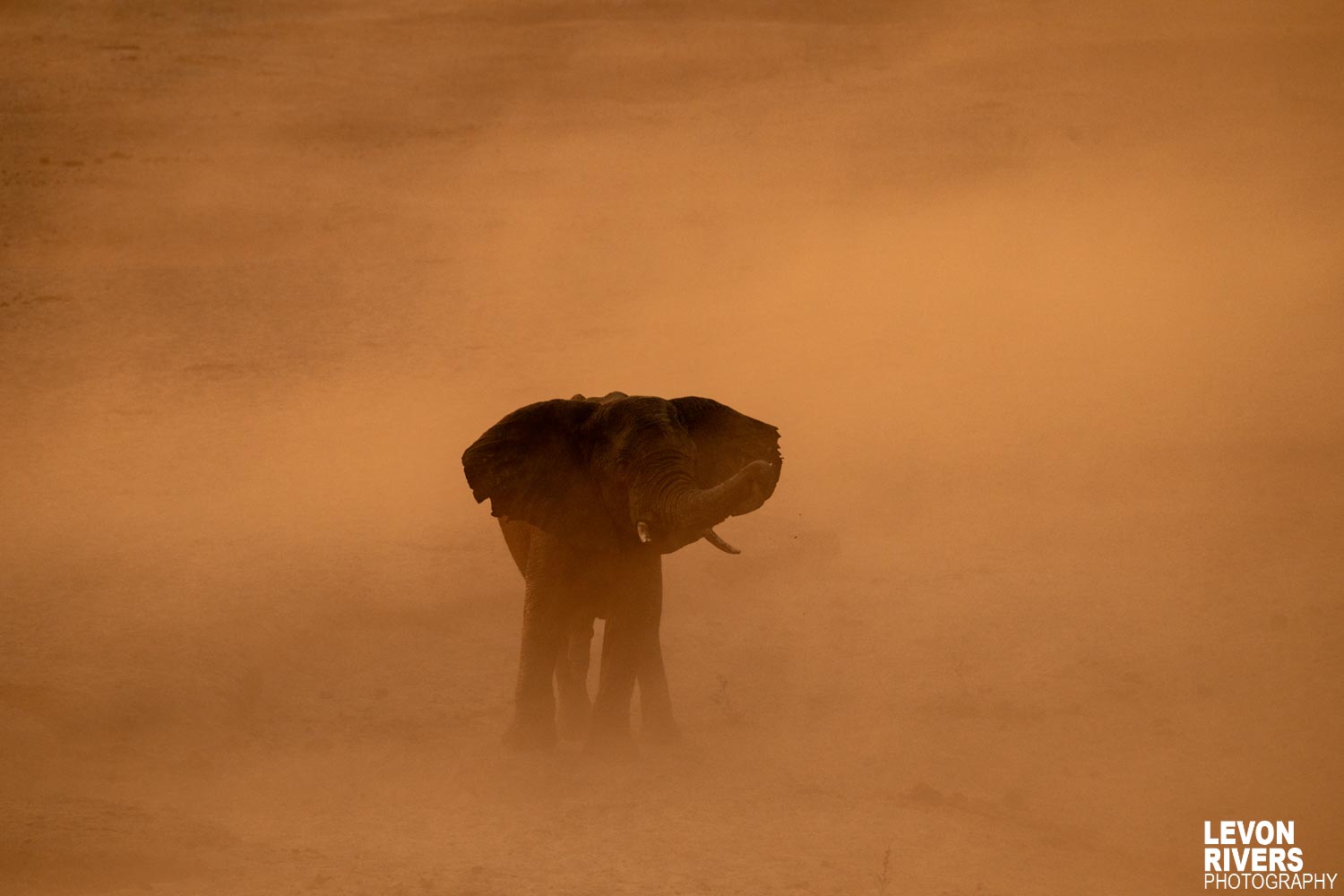 King In The Dust