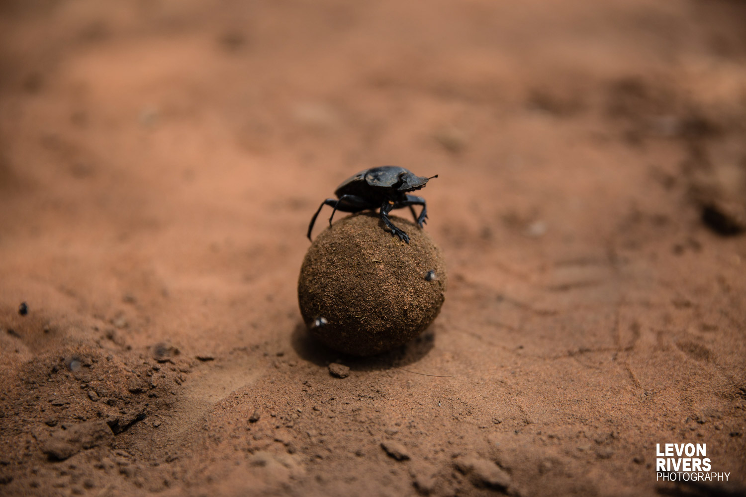 King Of The World | Dung Beetle