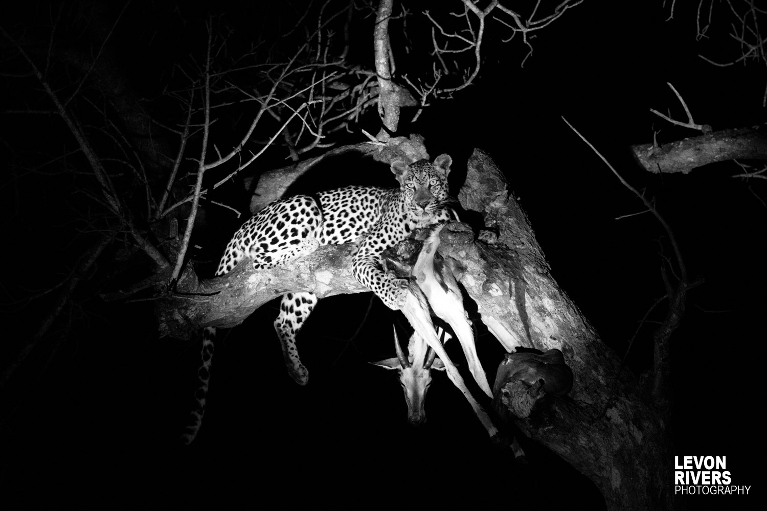 Leopard Kill B&w Intense