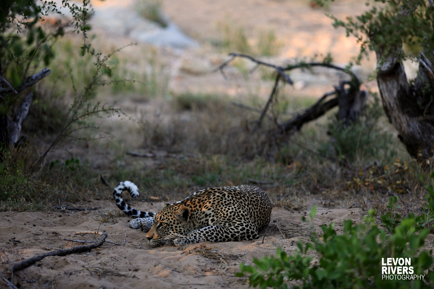 Housecat | Leopard