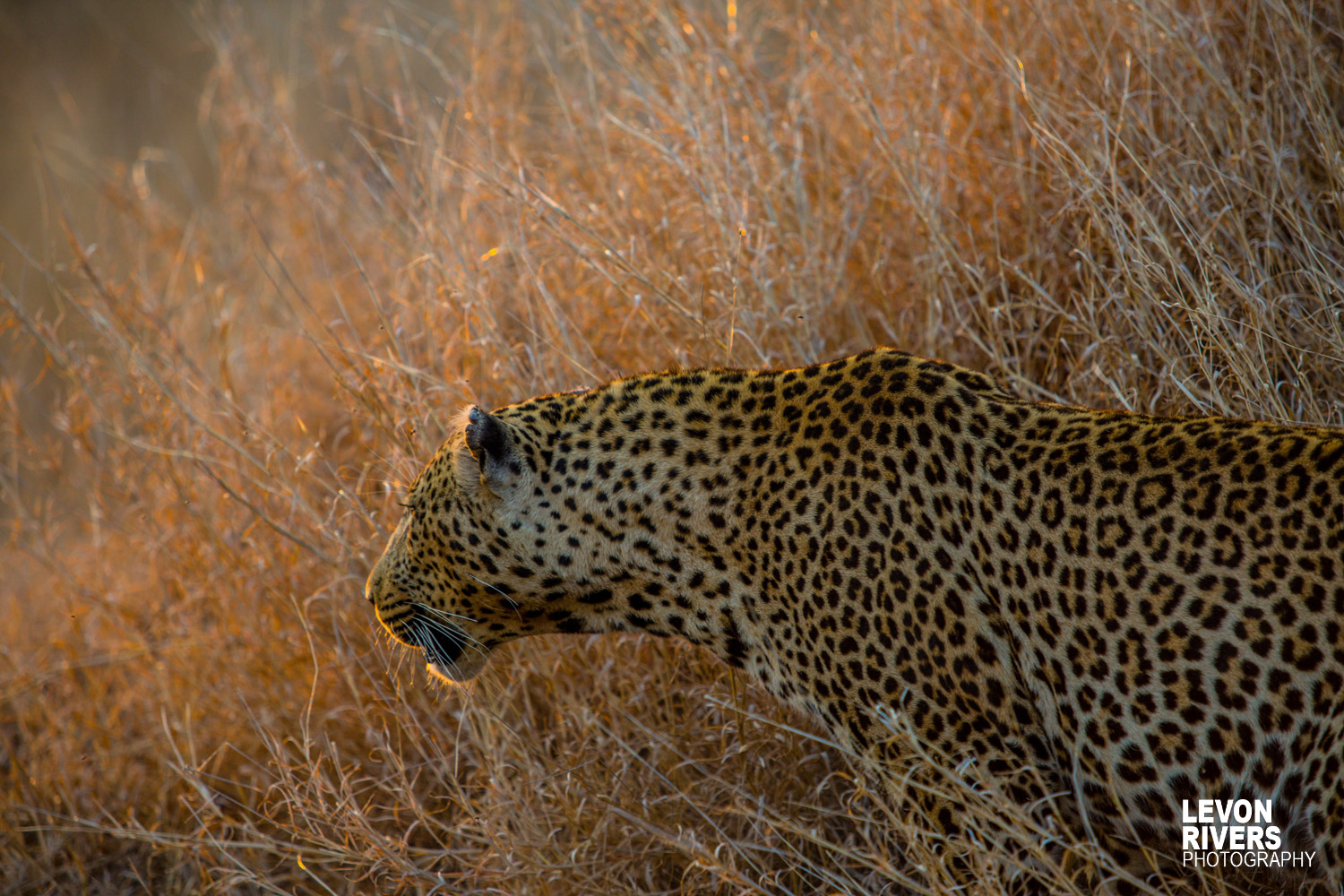 Golden Hunt | Leopard