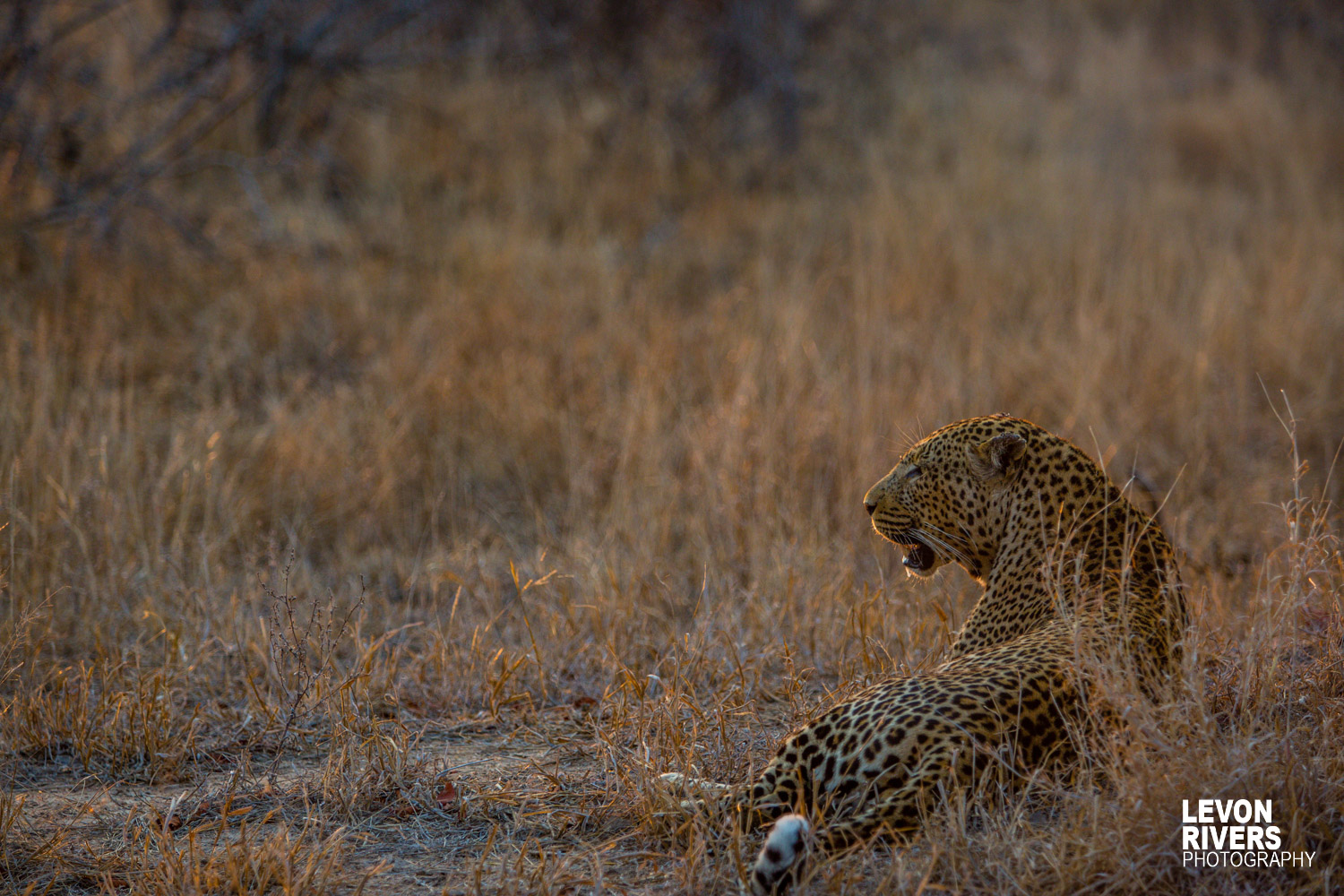 Preparing | Leopard
