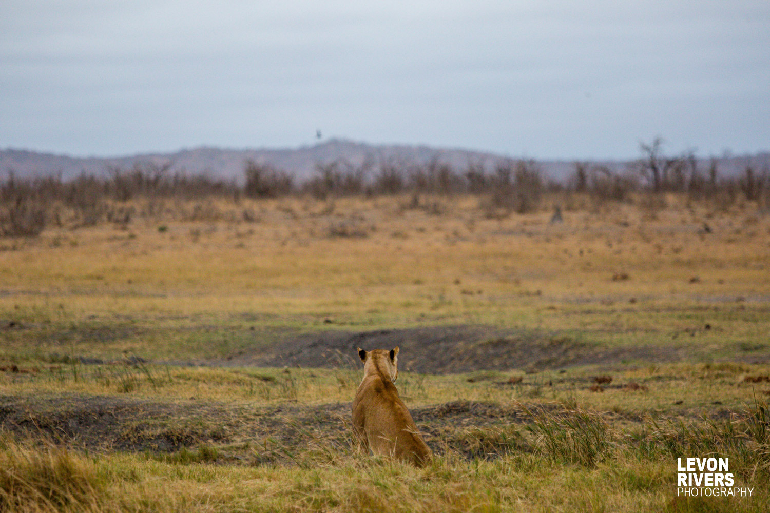 Lionesses View