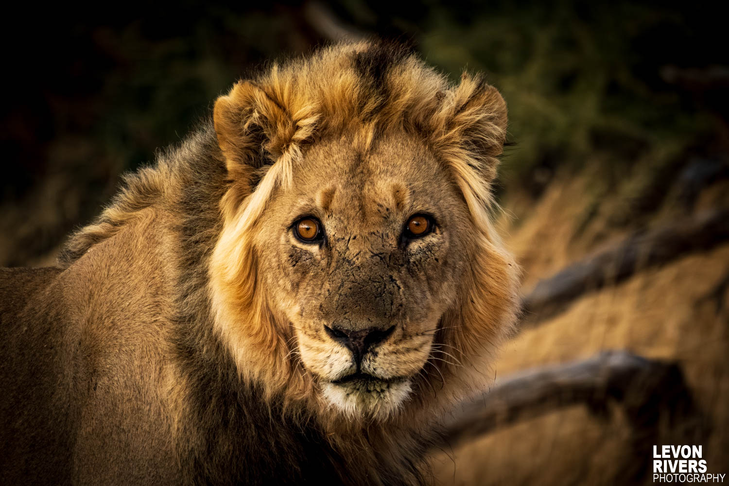 Majesty