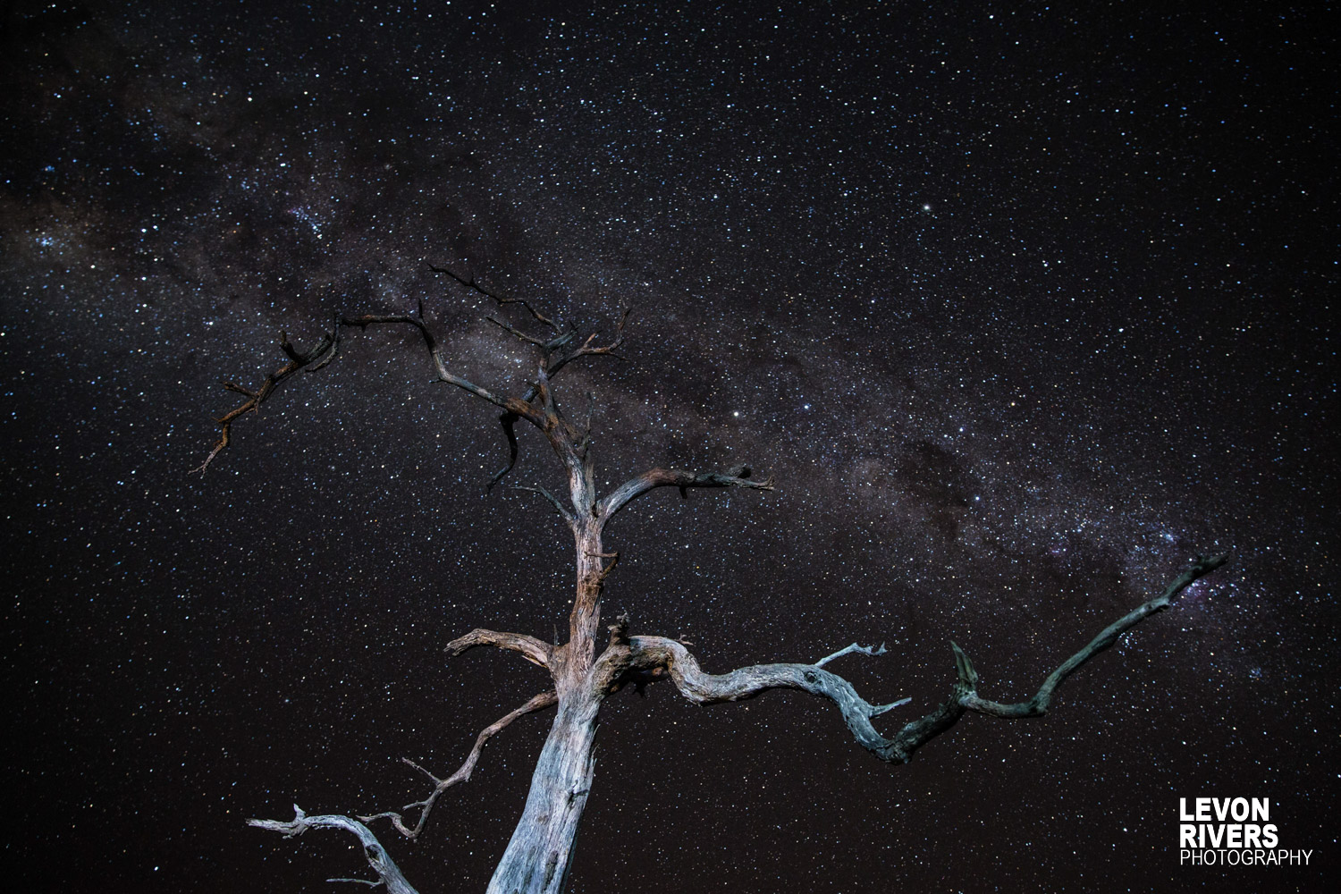 Milky Way Tree