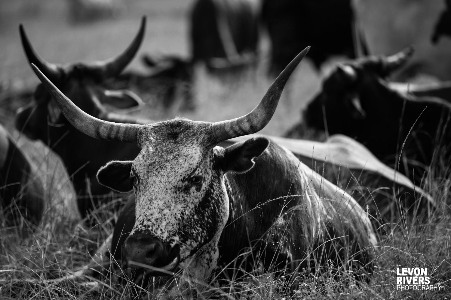 Nguni B&w