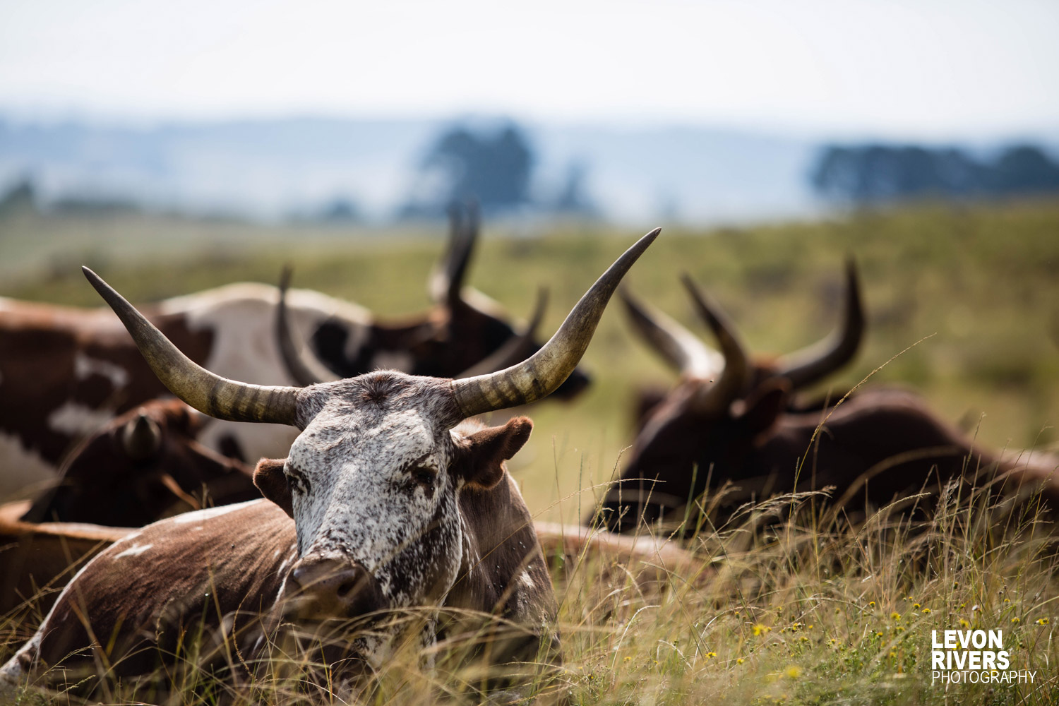 Nguni Royalty