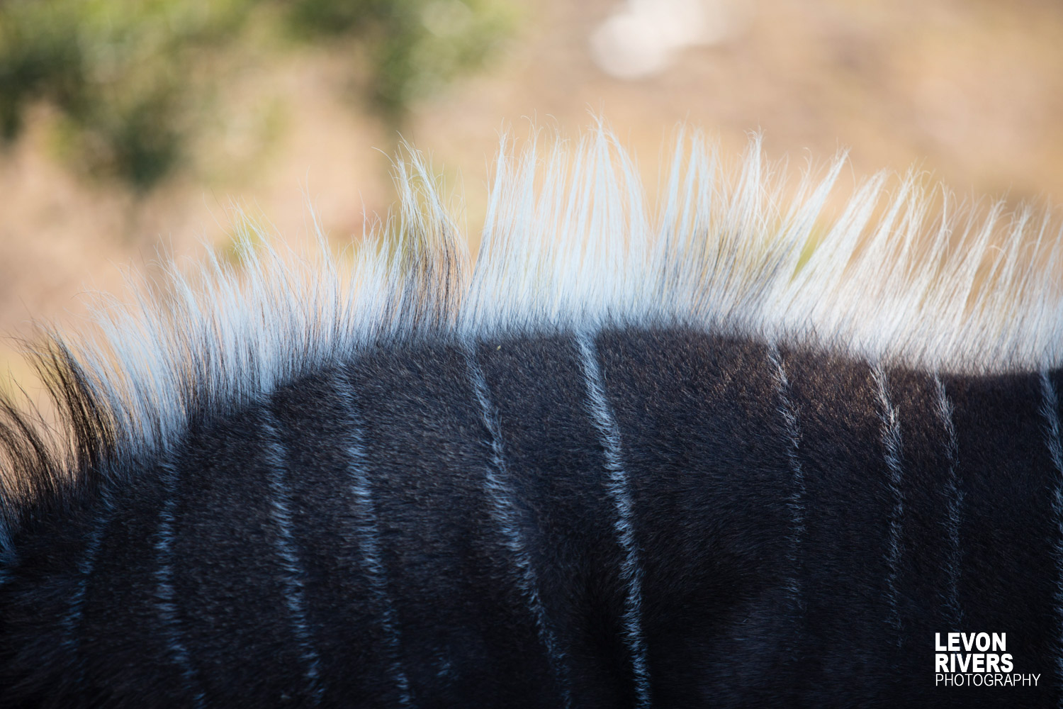 On Edge | Nyala