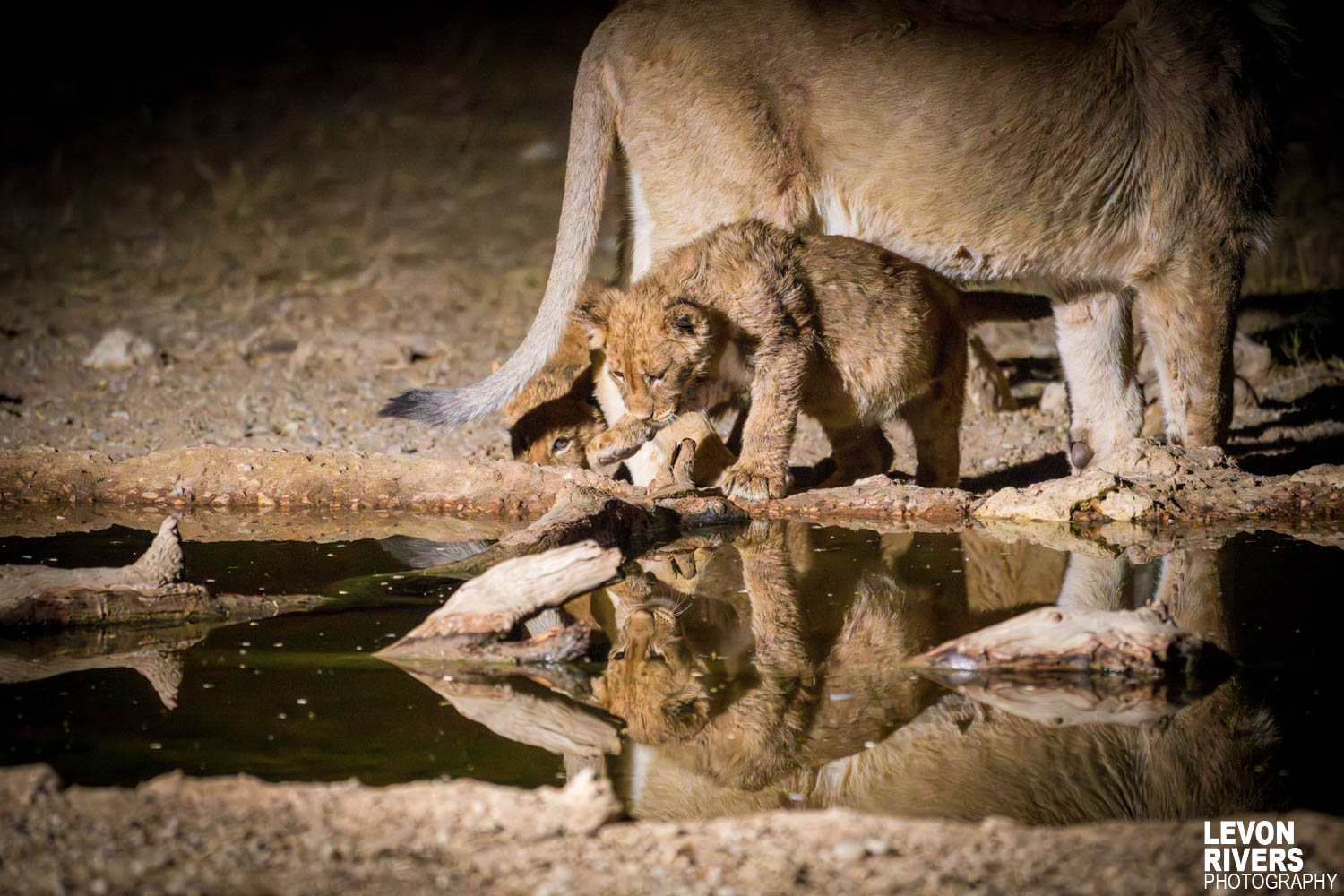 Playful Reflection